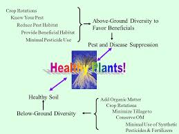 How to rotate your crops. Managing Soilborne Plant Diseases And Arthropod Pests Of Vegetables Meg Mcgrath And Mary Barbercheck Ppt Download