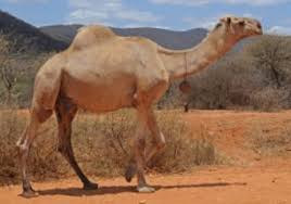 Camels travel in herds or caravans containing mostly females and calves with one dominant male. Camel Costume Ideas Lovetoknow