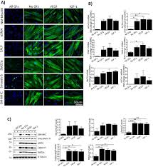 The major difference between alpha males among humans and alpha males in the animal kingdom is that humans must adopt the required mental state. Contractile Reprogramming Of Cardiac Pericytes By Mek Inhibition Promotes Arteriologenesis Of The Ischemic Heart Biorxiv