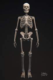 View, isolate, and learn human anatomy. Pin On Art Homework