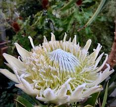 Image result for Protea rupestris