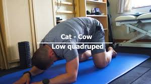 This array can contain both if any features in the cat_features parameter are specified as names instead of indices, feature names must be provided for the training dataset. Cat Cow Low Quadruped Exercise Library Youtube