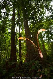 Image result for Dipterocarpaceae