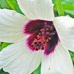 Image result for Hibiscus diversifolius