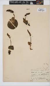 Image result for Holothrix villosa