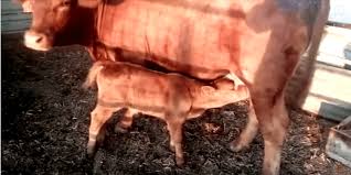 Image result for Golden Calf: What beef?