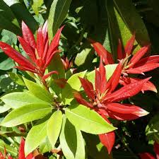 Image result for Pieris japonský obrázek