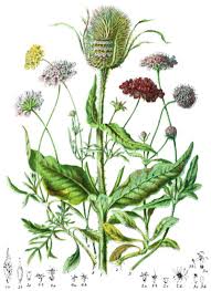 Image result for Hippocratea indica