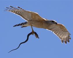 نسر يصطاد أفعى المياه الضخمة بطريقته الخاصة سبحان الله youtube light in the dark taking pictures endangered snakes