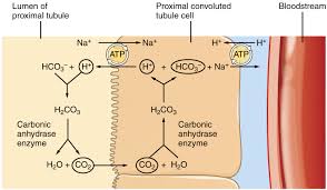 25 6 Tubular Reabsorption Anatomy And Physiology