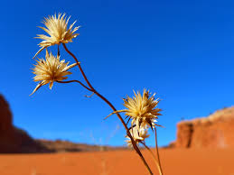 Waris dirie's book desert flower, which recounts her incredible journey from an african nomad to an international top model, became a. Desert Flower Wallpapers Movie Hq Desert Flower Pictures 4k Wallpapers 2019