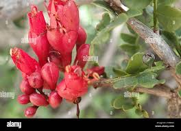 Image result for Schotia afra