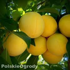 Image result for prunus domestica renkloda althana
