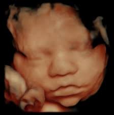 Sweet Honeybee Studios