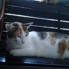 Bosan sering lewat ke pejabat, lelaki cat semula panah arah jalan raya. Glorious Pet Cempaka Putih Jakarta Jakarta