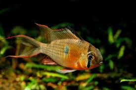 Meanings of bolivianischer schmetterlingsbuntbarsch with other terms in english german dictionary : Der Bolivianischer Schmetterlingsbuntbarsch Mikrogeophagus