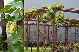 Weitere ideen zu wein garten, exotische früchte, garten. Rankhilfen Fur Wein Aufbau Eines Weinreben Spaliers Gartenlexikon De