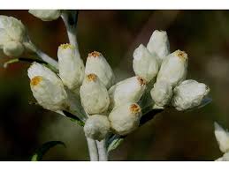 Image result for Pseudognaphalium oligandrum