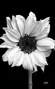 Black And White Still Life Photo Still Life 3 Black And White Flowers Black And White Photographs Still Life Pictures