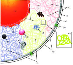Check spelling or type a new query. Structure Of The Cell Nucleus With The Indication Of All Known Nuclear Download Scientific Diagram