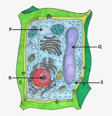 We explore the types of cells involved, the regions of. Image Showing Parts Of Plant Cells Carry Out Photosynthesis Plant Cell 690x774 Png Download Pngkit