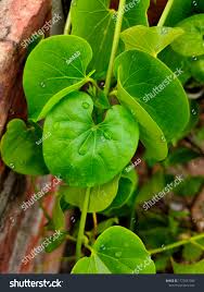 Image result for Tinospora orophila