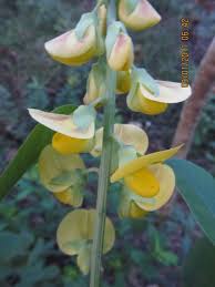 Image result for Crotalaria valida
