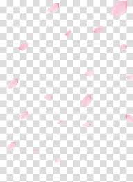 Cherry Blossom Flower Cherry Blossom Petals Pink Flower Petals Transparent Backgro Cherry Blossom Petals Pink And Purple Flowers Cherry Blossoms Illustration
