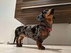 DAPPLE Dachshund Puppies For Sale also Piebald & Brindle