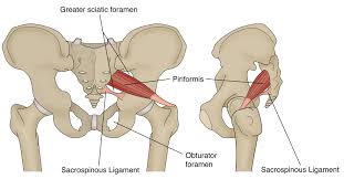 Anatomy of the hip joint muscles | medicinebtg.com : Piriformis A Contentious Syndrome