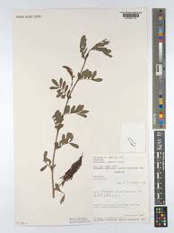 Image result for Indigofera spicata