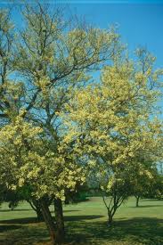 Image result for Acacia nigrescens
