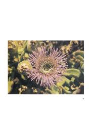 Image result for Arthraerua leubnitziae