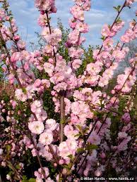 Image result for mandloň trojlaločná