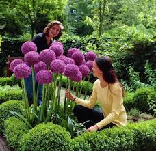 Giant Onion 30 Seeds Giant Allium Gig Garden Plant Beautiful Flower Seeds Plants Home Garden Plants Flowering Trees