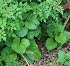 Image result for Basella