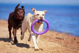 The drop it command is useful when your dog has already gotten ahold of something before you had a chance to give the leave it cue or when an item is so desirable he ignores the command altogether. How To Teach Your Dog The Drop It Command 5 Easy Steps