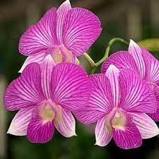 Dendrobium Dark Pink Stripe Dendrobium Orchids Orchids Orchid Plants