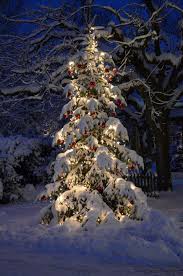 Winter Christmas Tree Outdoor Christmas Tree At Night With Lights And Snow Outdoor Christmas Tree Christmas Lights Outdoor Trees Christmas Scenery