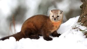 Image result for marten poop