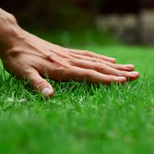 Here are a few tips on how to improve. Spring Lawn Care Guide For A Healthy Texas Lawn Gro Lawn