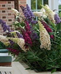 Pin On Farm Flowers