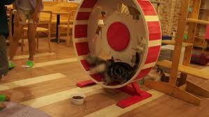 Ferris cat exercise wheel was designed by cat enthusiast engineers pioneering in their exceptional field. Cat Exercise Wheel Sale Exercisewalls