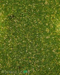 Image result for Wolffia arrhiza