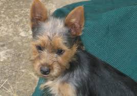Buckeye puppies makes it easy to find healthy puppies from reputable dog breeders across pennsylvania, ohio, and more. Australian Terrier Breeds