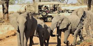 Image result for Zanha africana