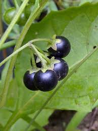 (21, 22) red, black, golden and white raspberry Name That Plant Walter Reeves