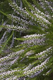 Image result for Fabiana imbricata