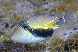 Here's how to pronounce it: Reef Triggerfish Wikipedia