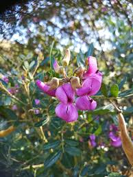 Image result for Virgilia